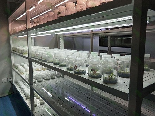 沙雅植物组织培养实验室设计建设方案
